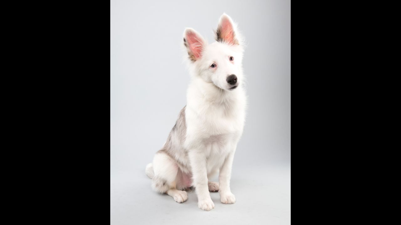 Sheltie mix Chicklet, 15 weeks, plays for Team Fluff. Chicklet is set on visiting all 50 states, according to Animal Planet's player bio.