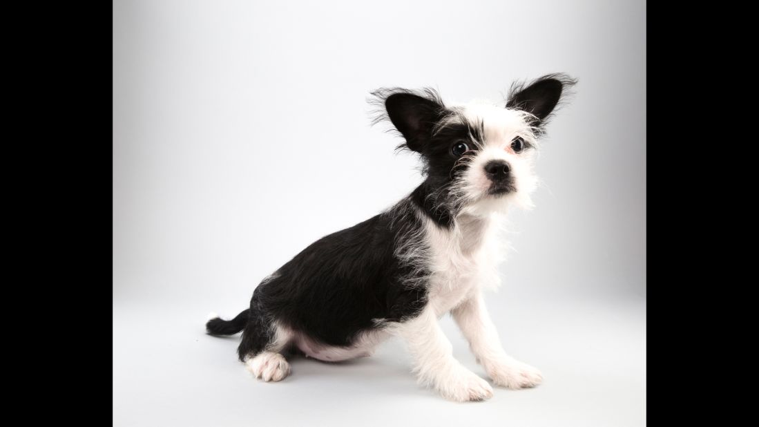 Shih tzu/terrier mix Pepper, 14 weeks, is all in for Team Fluff.