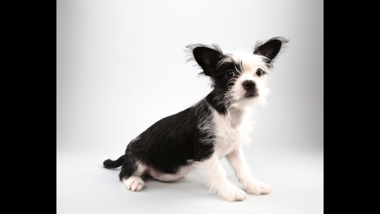 Shih tzu/terrier mix Pepper, 14 weeks, is all in for Team Fluff.