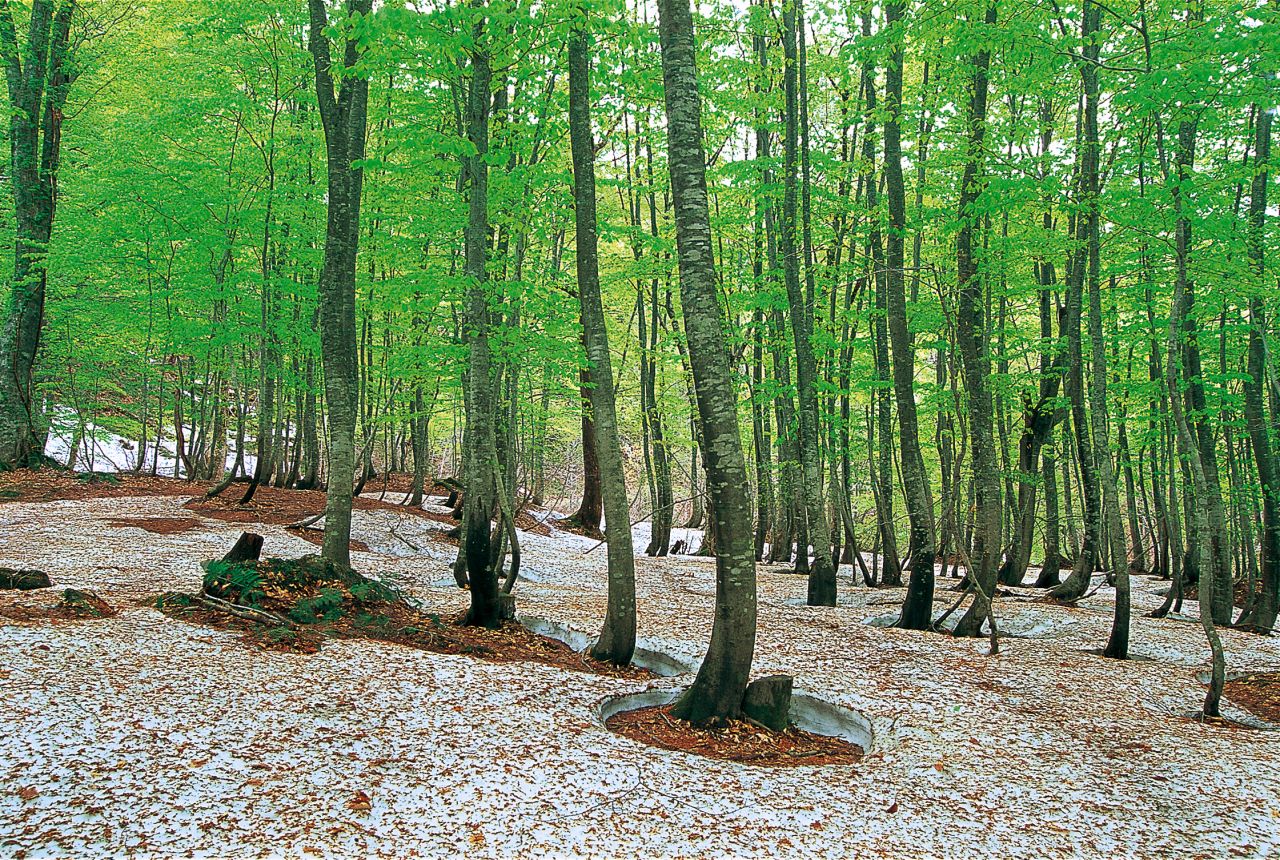The core of Shirakami-Sanchi in the mountains of northern Honshu is the last of the Siebold's beech forest that once dominated the slopes of northern Japan. The largest in East Asia, the untouched beech forest has very few visitors, partly due to permit requirements and lack of man-made facilities.