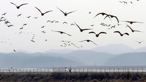PAJU, REPUBLIC OF KOREA: A flock of wild geese fly over a barbed-wire fence along the border in Paju, near the Demilitarized Zone (DMZ) dividing the two Koreas, 13 February 2005. North Korea 13 February came under increased international pressure to return to six-way nuclear talks after it claimed last week to possess nuclear weapons and rejected negotiations on disarmament. AFP PHOTO/JUNG YEON-JE (Photo credit should read JUNG YEON-JE/AFP/Getty Images)
