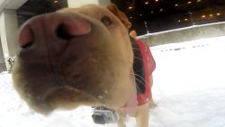 orig dogs snow 3