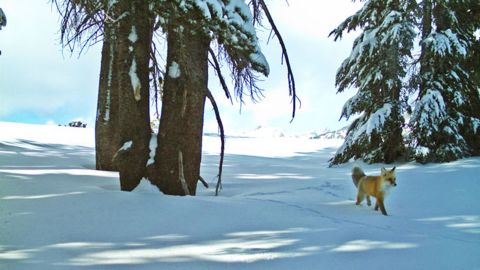 It's the first confirmed sighting of the fox in Yosemite National Park in nearly 100 years.