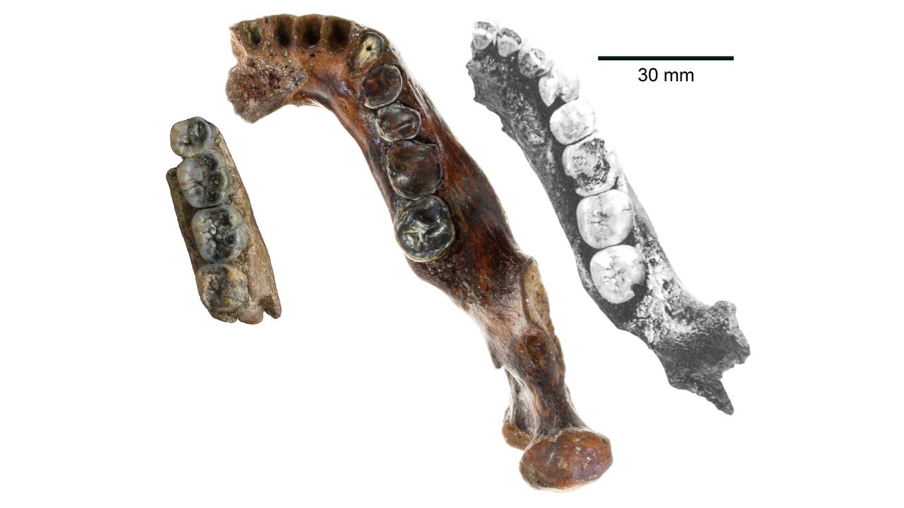 The new jawbone (center) is thicker than those of other ancient human fossils found in Java (left) and Peking (right).