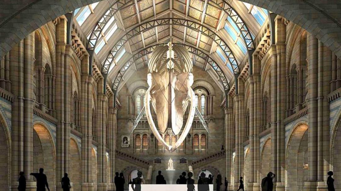 London's Natural History Museum plans to install the skeleton of a huge blue whale in its main Hintze Hall atrium by 2017.