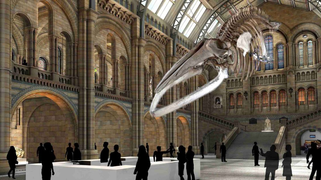 As this artist's impression shows, the whale's skeleton will be suspended from the hall's ceiling in a diving position.