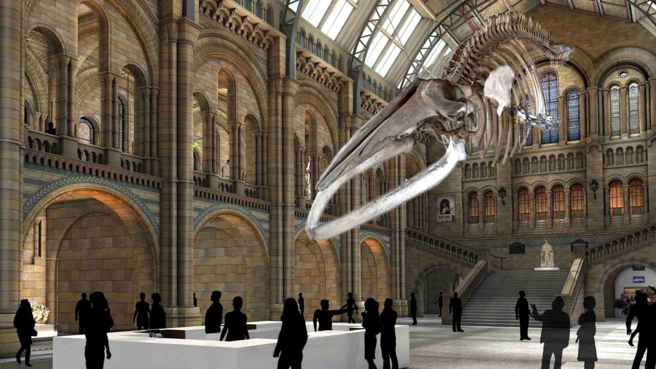 As this artist's impression shows, the whale's skeleton will be suspended from the hall's ceiling in a diving position.