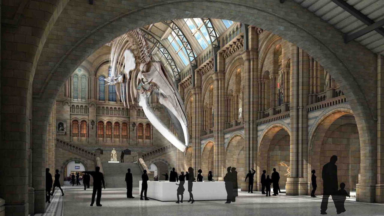 The National History Museum says replacing the Diplodocus with the whale is an important move that highlights the threatened future of the marine giants.