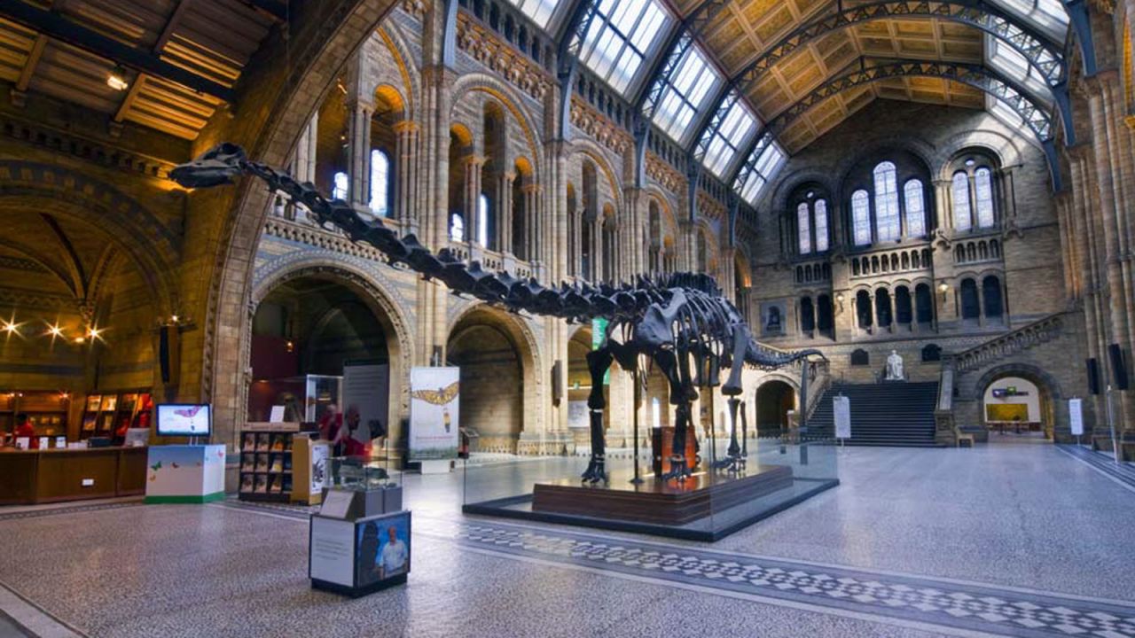 The whale will replace the much-loved (and feared) skeleton of  "Dippy" the Diplodocus, which has occupied the space since 1979.