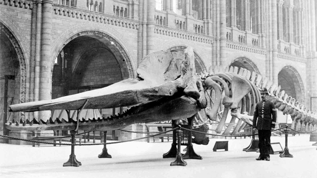 The blue whale skeleton has also been a long resident at the museum, entering its collection in 1891, a decade after it first opened its doors in the South Kensington neighborhood of London.