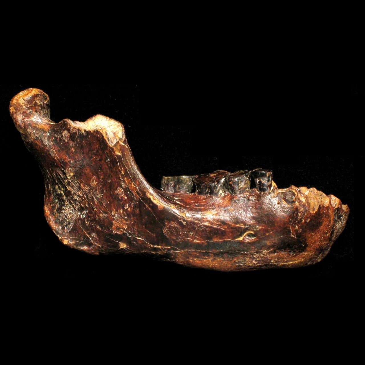 El descubrimiento podría tener 200.000 años de antigüedad y sugiere que existió un cuarto tipo de humano prehistórico que vivió en Asia antes de que el Homo sapiens existiera.