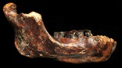 A newly discovered jawbone fossil could come from a previously unknown species of ancient human who lived tens of thousands of years ago.
