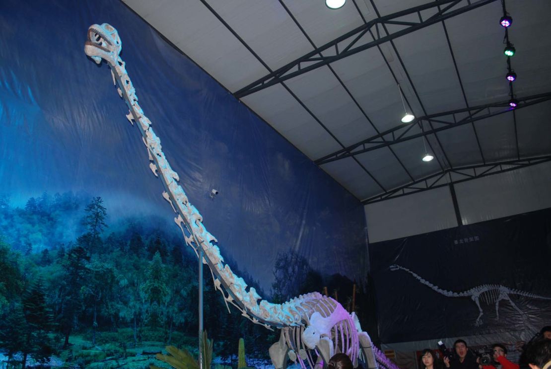 The reconstructed skeleton of Qijianglong in Qijiang Museum in China