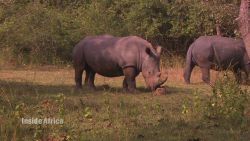 spc inside africa uganda rhinos c_00043404.jpg