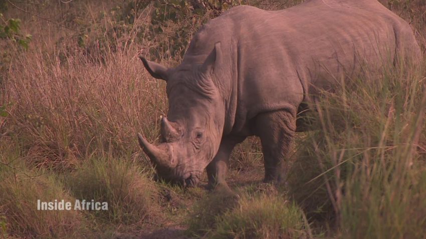 spc inside africa uganda rhinos a_00054914.jpg