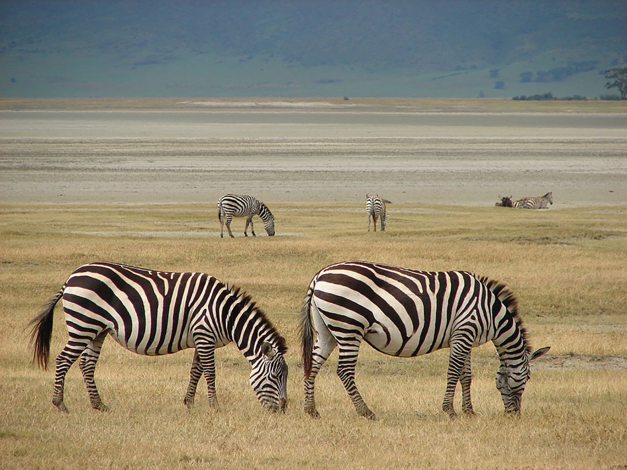 Located in northern Tanzania and spilling into nearby Kenya, where the conservation area is known as the Masai Mara, this iconic savannah hosts the annual migration of 2 million wildebeest, zebra and gazelle followed by their predators, in search of pasture and water. 