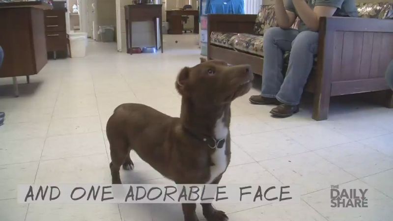 Pit best sale doxie mix