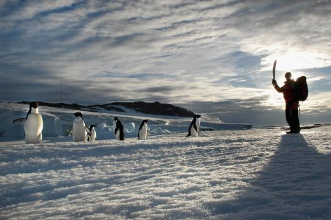 Adelie penguins migrate in an 8,000-mile circle around the Ross Sea off Antarctica, on "fast ice" that develops during the winter. Doing so means they stay in sunlight, the clockwise migration taking them back to land and their breeding colonies for the summer months. <br />A 2013 census suggested ice retreat was -- contrary to other polar species -- actually boosting penguin numbers at a colony on Beaufort Island. <a href="http://www.ncbi.nlm.nih.gov/pmc/articles/PMC3616090/" target="_blank" target="_blank">Scientists recorded a population growth of 53%</a> across 20 years; it is believed the increase is due to the diminishing journey between land and the sea where Adélie penguins feed.