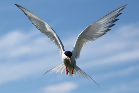 Arctic terns hold the record for the longest annual migration recorded by any animal. Moving between Greenland and Antarctica in a zig-zag route, the bird covers 44,000 miles a year. With an average lifespan of 30 years, this means the arctic tern would cover around 1.3 million miles in its lifetime -- the equivalent to going to the moon and back three times.<br />But climate change may be forcing Arctic terns further north to breed. Due to fatigue, <a href="http://www.actazool.org/temp/%7B4792640D-DD22-47E6-B9FE-30E18E93A9B3%7D.pdf" target="_blank" target="_blank">many more birds are dying along the way</a>.