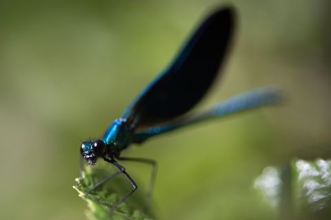 <a href="http://journals.cambridge.org/action/displayAbstract?fromPage=online&aid=5645072" target="_blank" target="_blank">Biologist Charles Anderson </a>believes that certain dragonfly species travel between Southern India and Southern Africa every year, stopping in the Maldives and skirting the East African coast along the way. If he is correct, the migration, a round trip of 8,000-11,000 miles, is<a href="http://journals.plos.org/plosone/article?id=10.1371/journal.pone.0052594" target="_blank" target="_blank"> the longest by any insect </a>and all the more remarkable considering the lack of fresh water available.