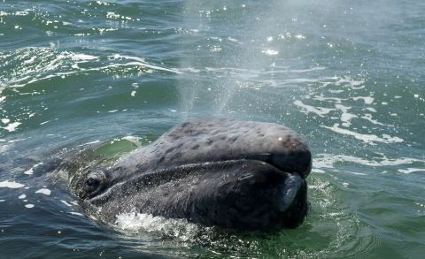 An eastern gray whale set a record in 2015 for the longest recorded migration by a mammal -- a journey of nearly 14,000 miles from Russian waters to Mexico and back. Here's a look at some other arduous animal migrations -- many of which are facing human-made challenges.