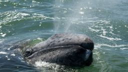 Traveling between the Bering Sea and Baja California in Mexico, the migration of the gray whale can be up to 20,000km a year. The whales hug the west coast of America toward their Arctic feeding grounds, but in recent years  their migration north is becoming lengthier as food supplies are affected by climate change.