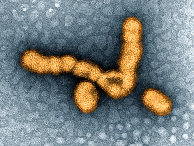 In 2009, the H1N1 influenza virus swept across the globe causing a pandemic that infected more than 18,000 people. 