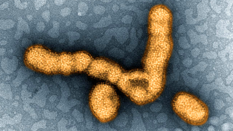 In 2009, the H1N1 influenza virus swept across the globe causing a global pandemic and infecting more than 18,000 people. 