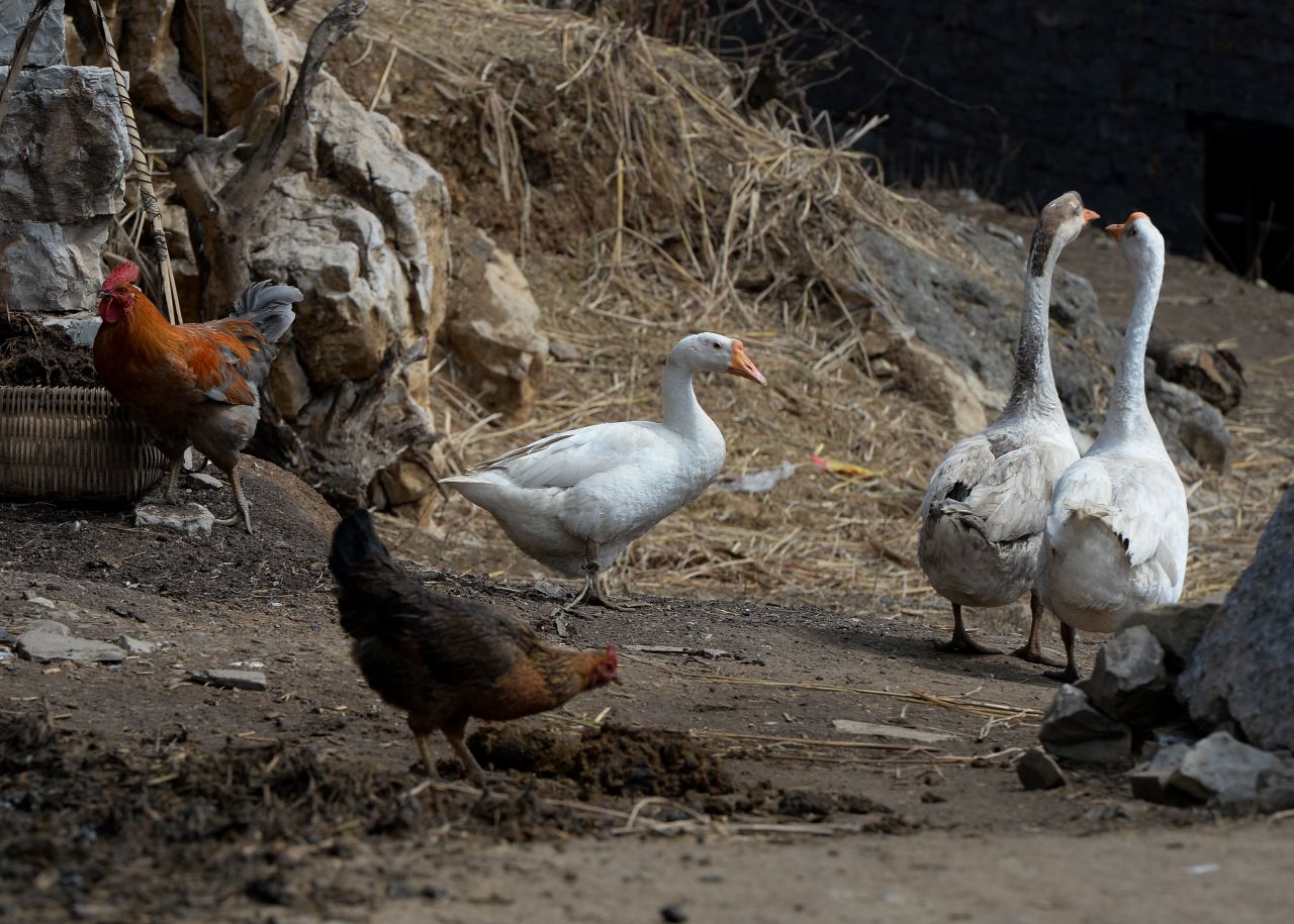 Th H7N9 influenza virus began infecting animals and people in March 2013 in China. Cases continue to emerge, including two reported in Canada in February 2015. The virus is not thought to transmit easily from person to person, and sustained human-to-human transmission has not been reported. Pictured, chickens and geese outside a village house after poultry markets closed due to the risk of spreading the H7N9 bird flu virus at Guiyang in Guizhou Province, in February 2014. 