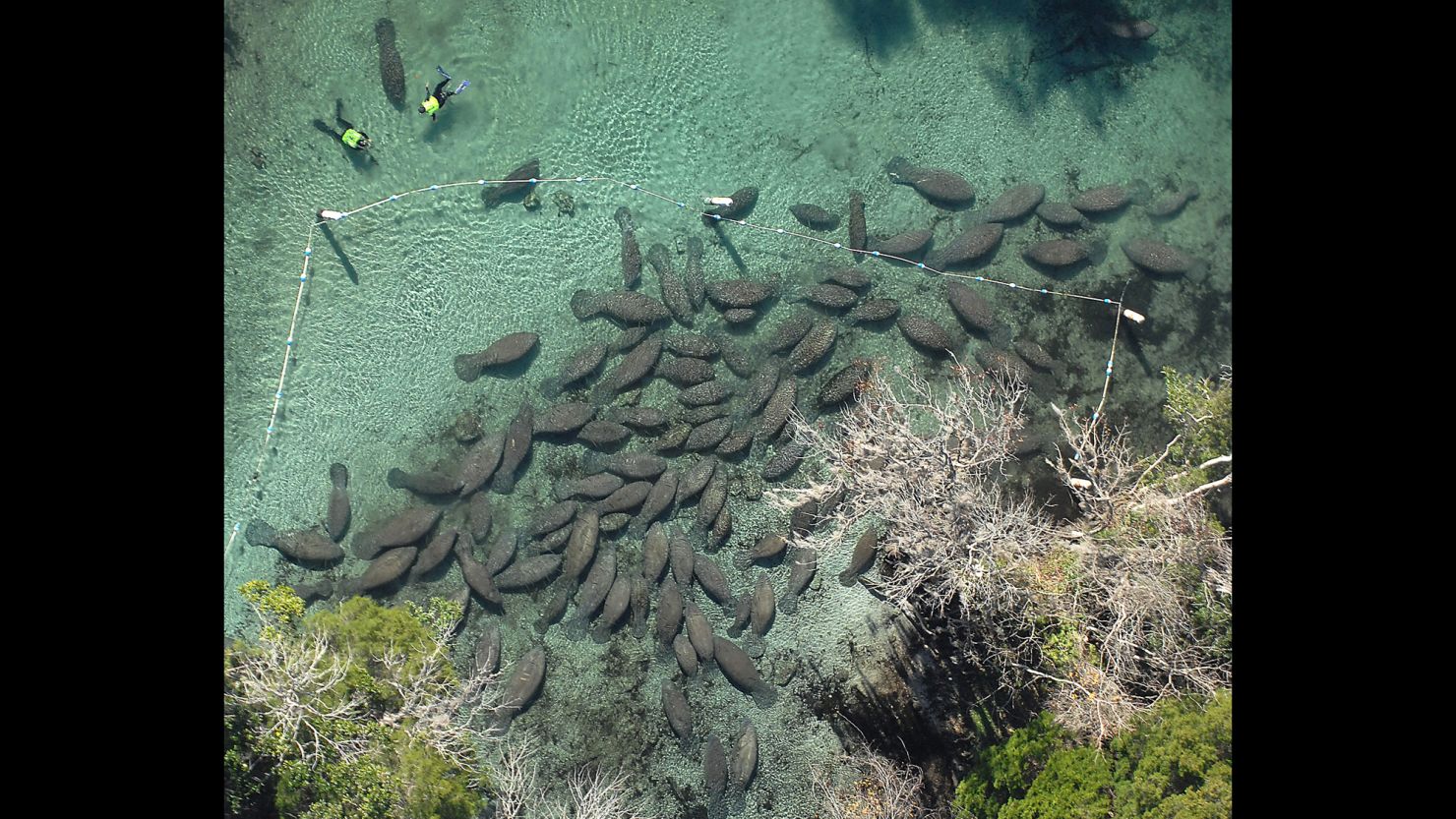 Many manatees like to winter at Three Sisters Springs on the Crystal River north of Tampa, Florida.
