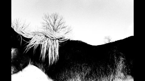 A horse's mane fluttters in the winter wind.