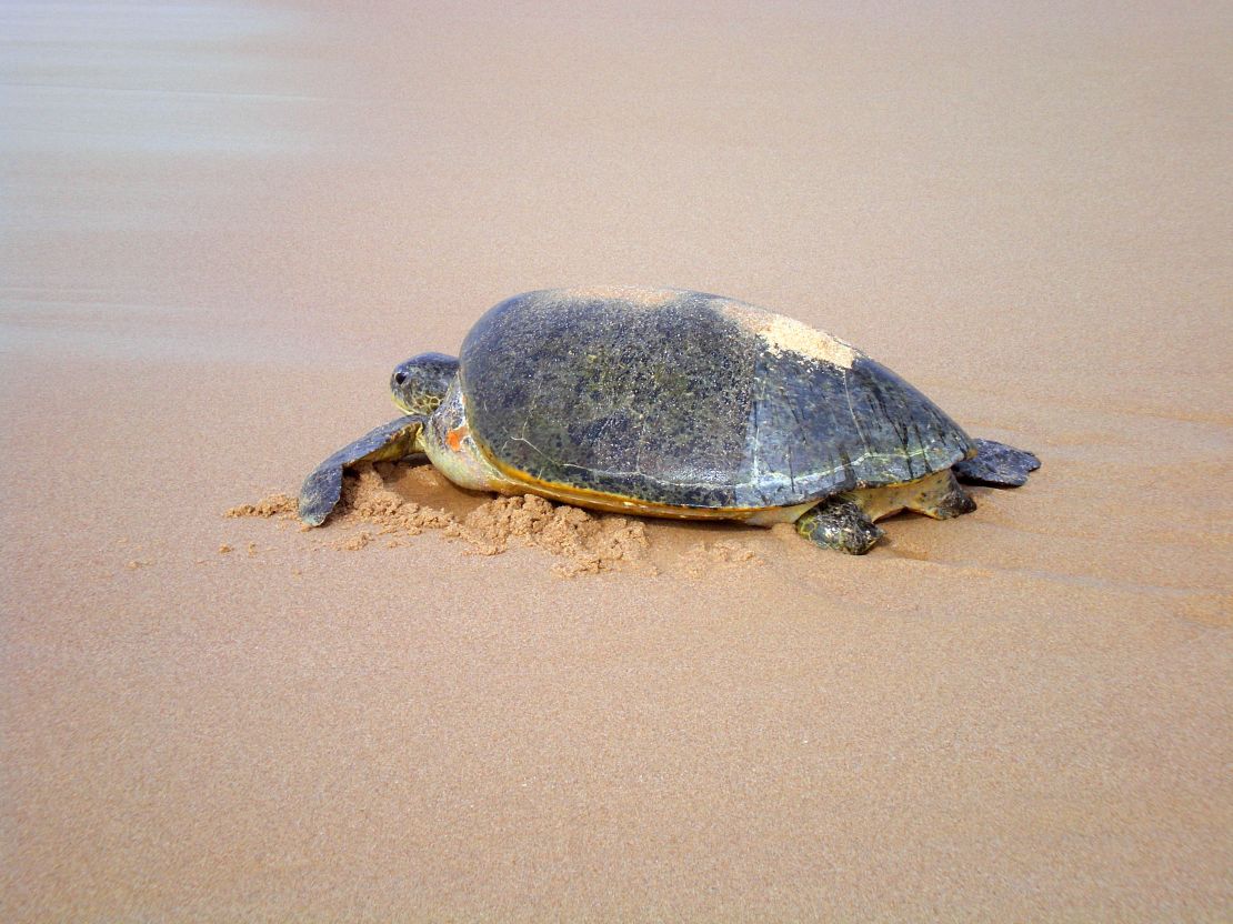 Turtles are the major draw for the port town of Sur.