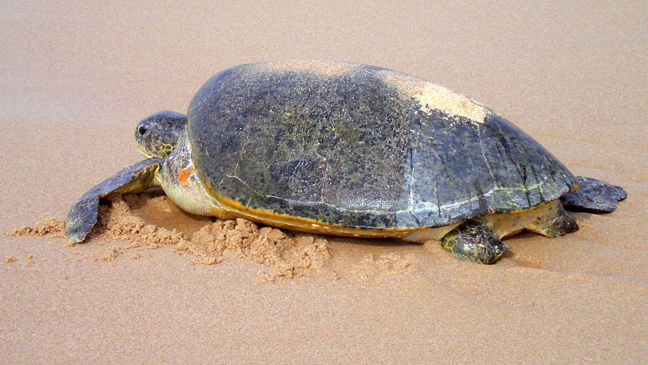 Turtles are the major draw for the port town of Sur.