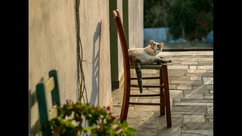 A cat enjoys the slow vibe at Thea's Inn.
