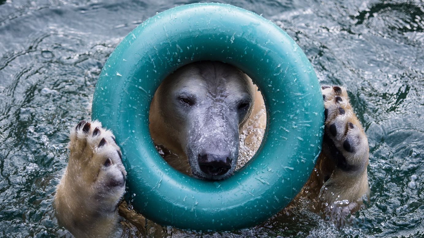A polar bear named Anori plays in the outdoor enclosure pool at the Wuppertal Zoo in Wuppertal, Germany, on Thursday, February 5.