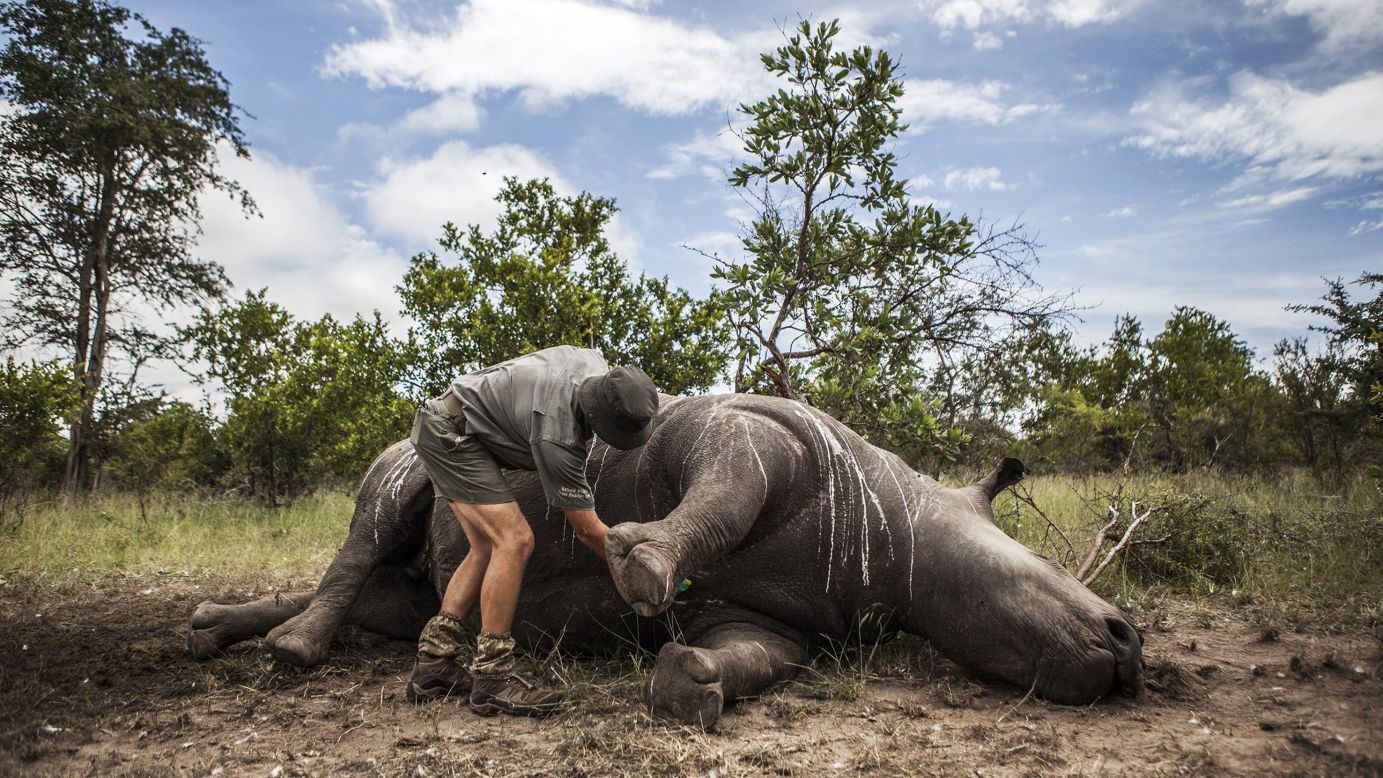 Frikkie Rossouw prepares a rhino's carcass for an autopsy Wednesday, February 4, in South Africa's Kruger National Park. It is suspected that the rhino was shot for its horn. At least 41 rhinos this year have been killed at the park for their horn.