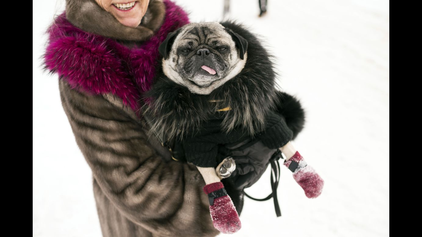 A pug named Charlie wears a coat and cashmere sweater Friday, January 30, during the Snow Polo World Cup in St. Moritz, Switzerland.