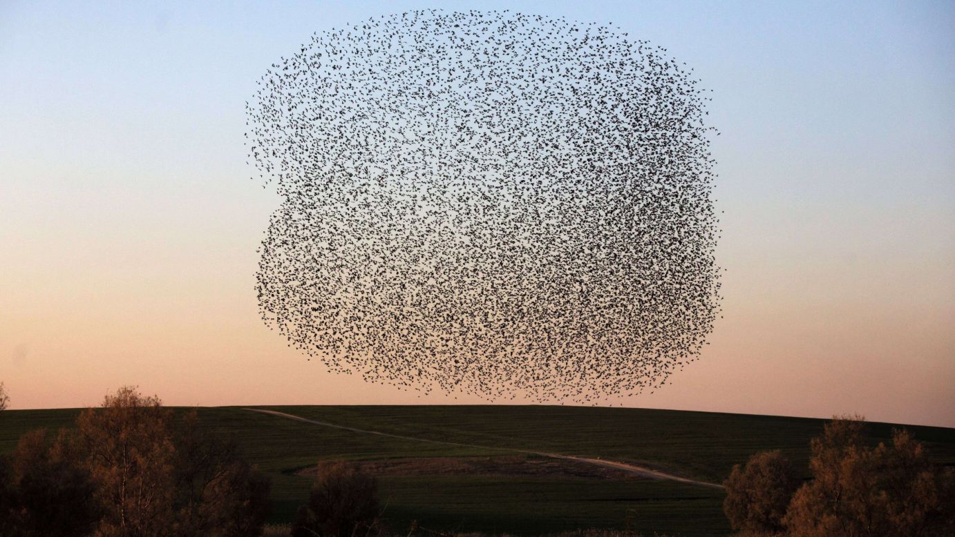 Starlings fly together before sunset in Rahat, Israel, on Monday, February 2.