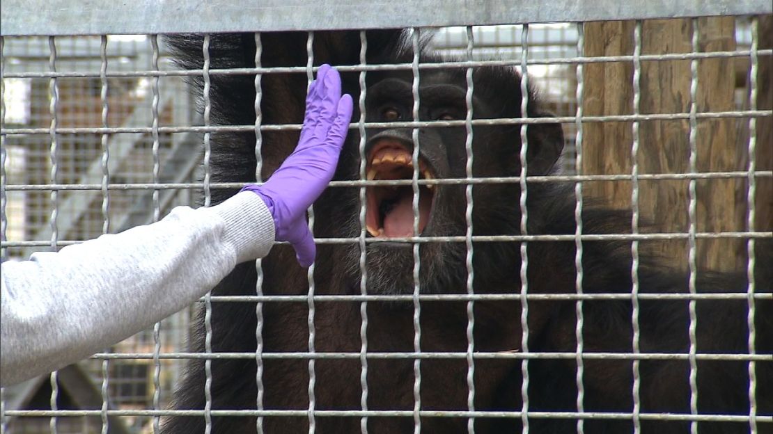 Research chimps are trained to open their mouths for medical exams.