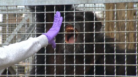 Research chimps are trained to open their mouths for medical exams.