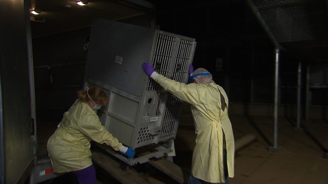 Roxanne, a 24-year-old research chimpanzee, clutches the bars of a transport cage. She was transferred to Chimp Haven from a laboratory.