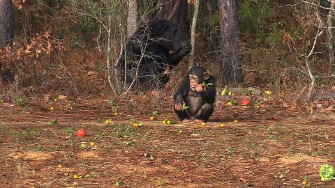 Some 50 chimps rotate through Chimp Haven's wooded areas on a monthly basis. The sanctuary plans to add more forest habitats. 