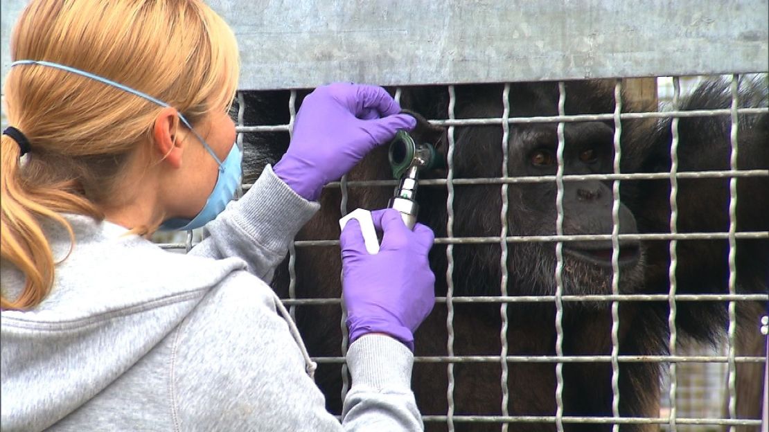 Research chimpanzees are kept at laboratories and holding facilities. 