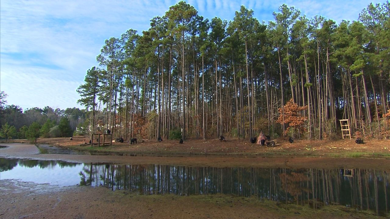 Chimp Haven, the nation's only federally-approved chimp sanctuary
