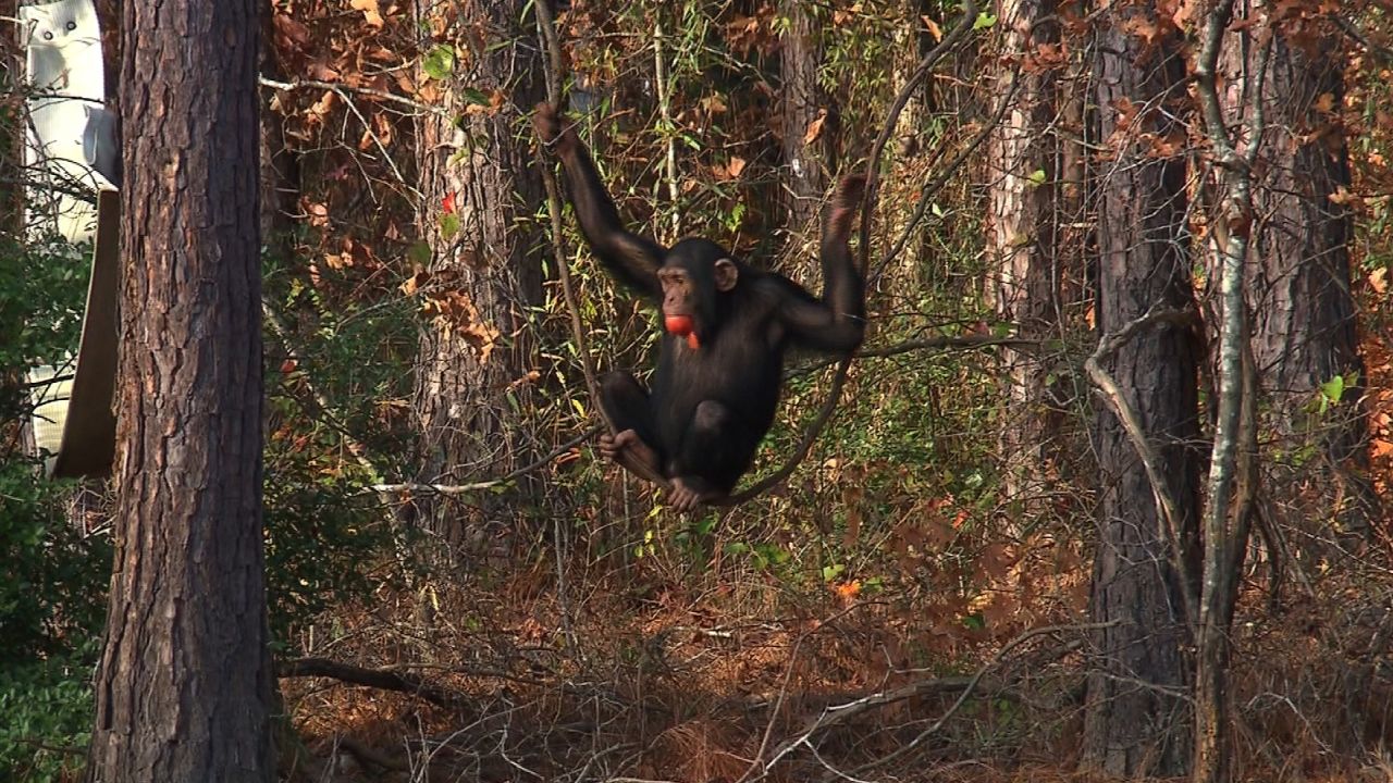 At Chimp Haven, chimpanzees have the chance to play in forests that cover several acres. 