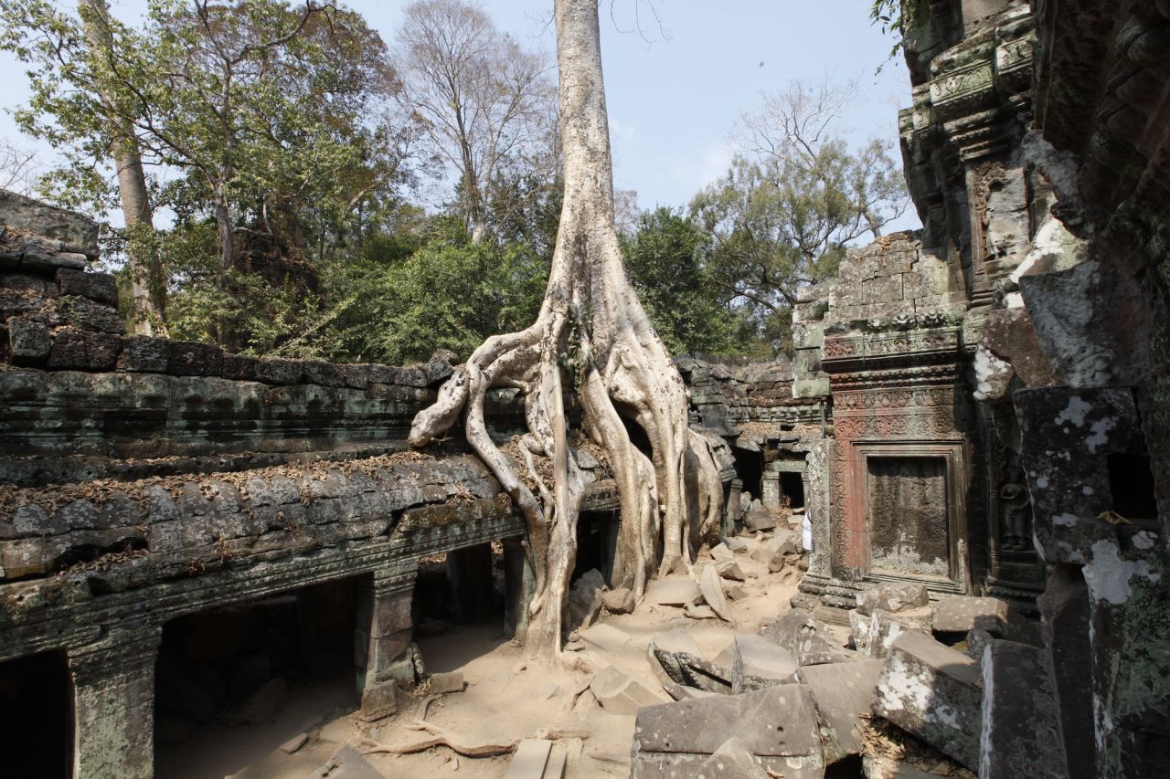Ta Prohm is famed for its large trees, which appear to be slowly consuming the temple's stones. 
