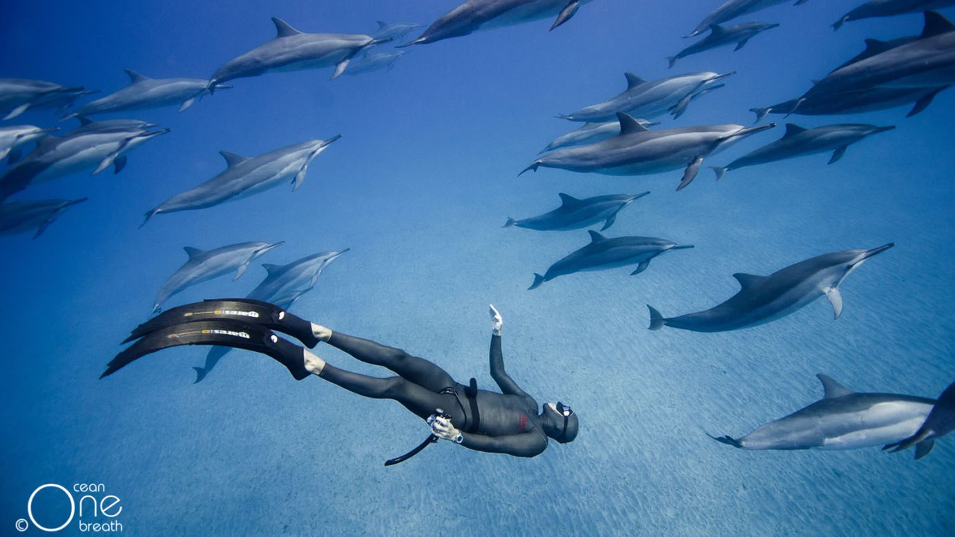 While traversing the globe, the freedivers have many opportunities most of us would die for. They've swum with Hawaiian spinner dolphins off the big island of Hawaii, pictured, as well as come face to face with tiger sharks in the Bahamas and leopard sharks in the Andaman Sea.