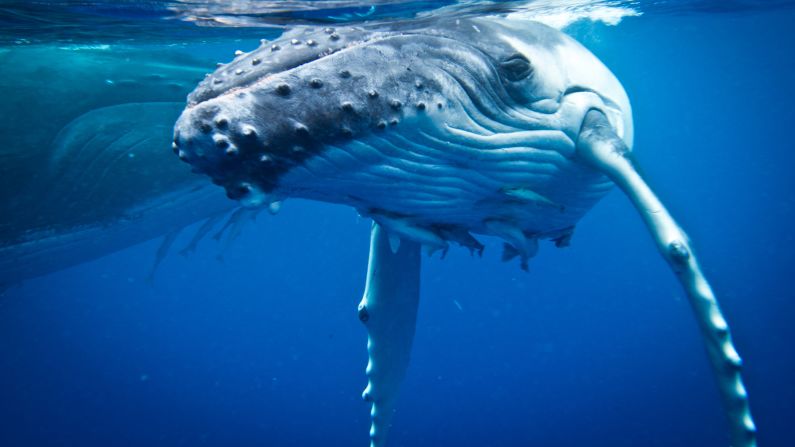 A largely undiscovered paradise for scuba and sailing, <a href="http://www.tongaholiday.com/" target="_blank" target="_blank">Vava'u</a> comprises 70 islands (mostly uninhabited) scattered across a patch of teal and turquoise sea. <br />Humpback whales gather around Vava'u in large numbers between July and October.  <br /><strong>Romantic rush: </strong>Chartering a crewed or bareboat catamaran from The Moorings.<br /><strong>Hot hotel: </strong><a href="http://www.mounuisland.com/" target="_blank" target="_blank">Mounu Island Resort</a>, Neiafu, Vava'u, Kingdom of Tonga; +676 886 6403 