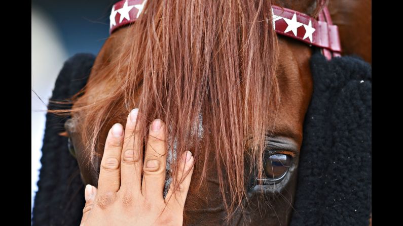 Taiyoo is patted on the head after winning a race Saturday, February 7, at Melbourne's Sandown Racecourse.