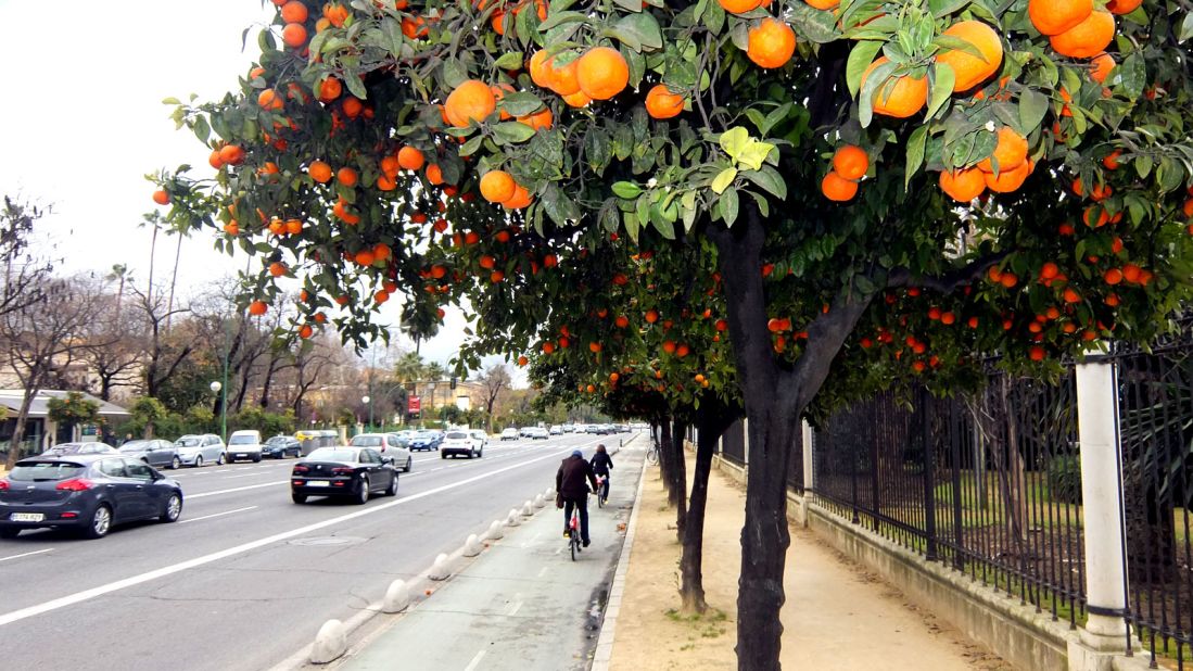 Orange trees overhang Seville's cycle paths. One unexpected pleasure of cycling in the city is running over aromatic citrus fruit.